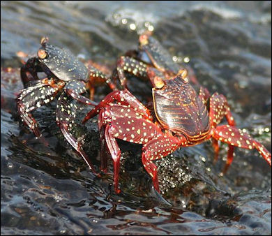 20120519-crabs juvenile-Galapagos-Sally-Lightfoot-crabs.jpg
